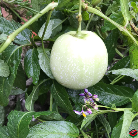 Pepino Melon for sale in Gatanga, Kandara, Kangema, Kigumo, Kiharu, Maragwa, Mathioya sub-county