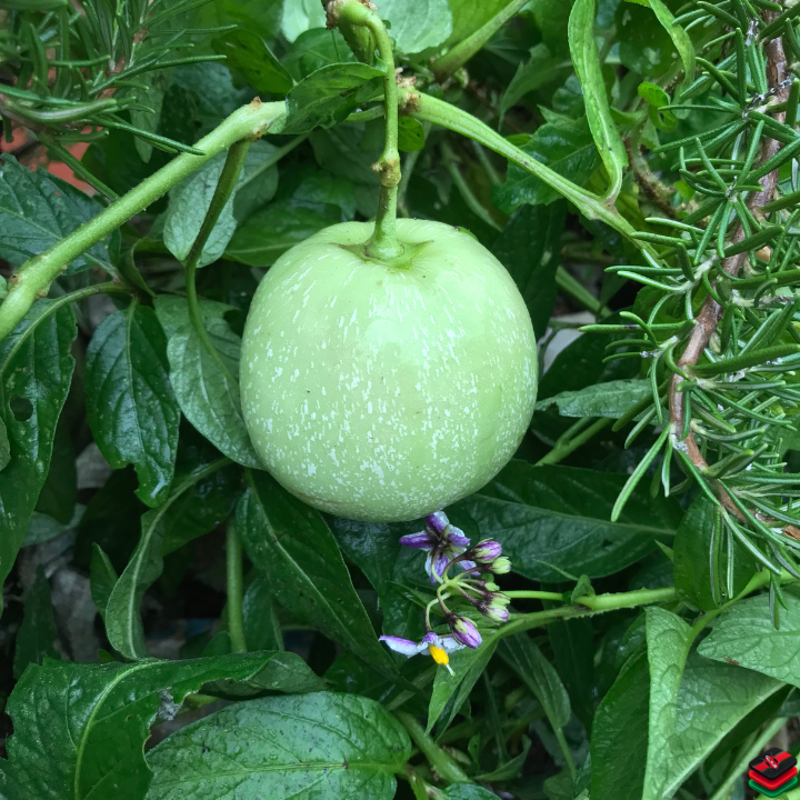 Pepino Melon for sale in Gatanga, Kandara, Kangema, Kigumo, Kiharu, Maragwa, Mathioya sub-county